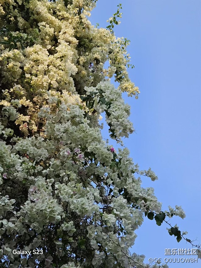 【春日盛景】春天的小驚喜