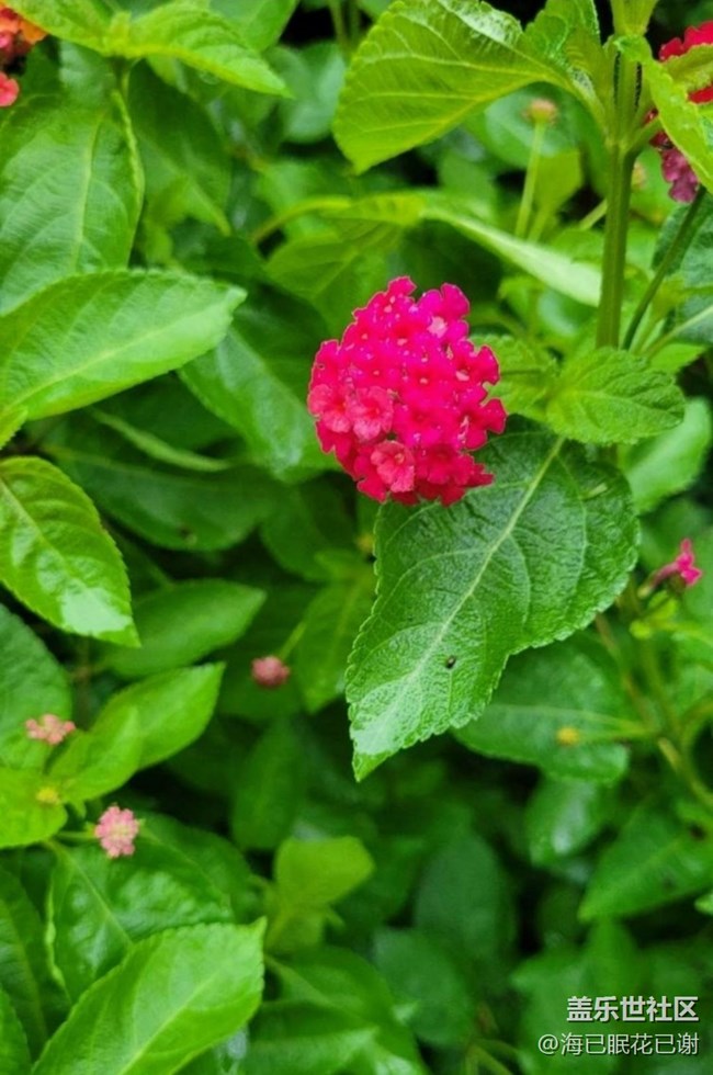 【春色撩人】小花