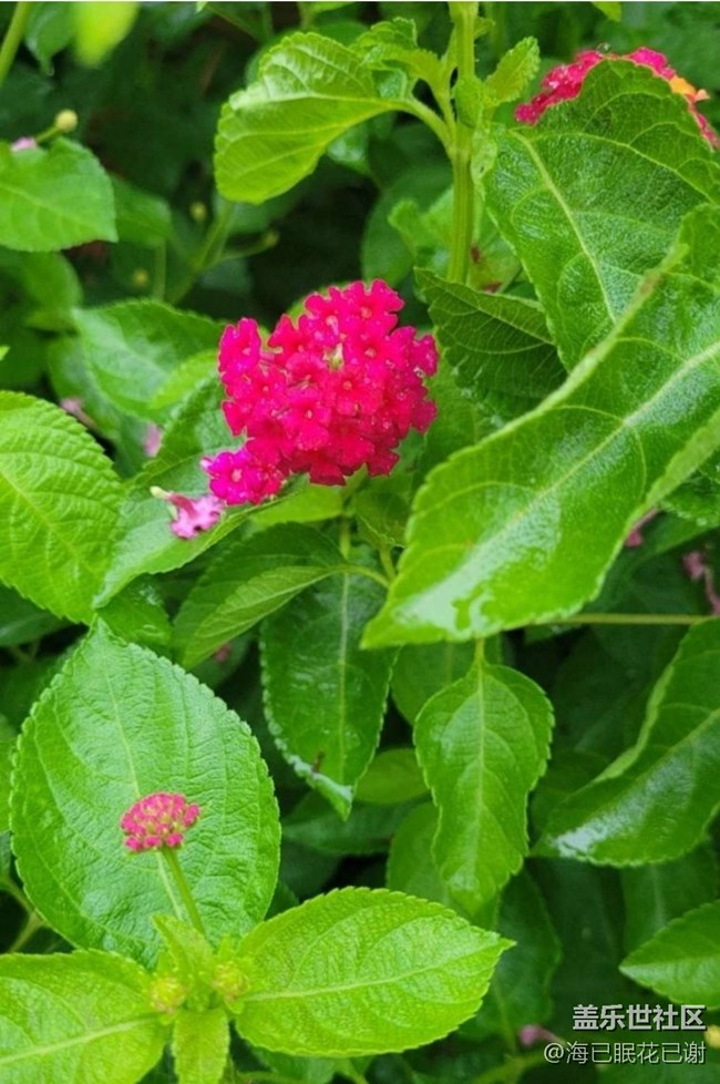 【春色撩人】小花