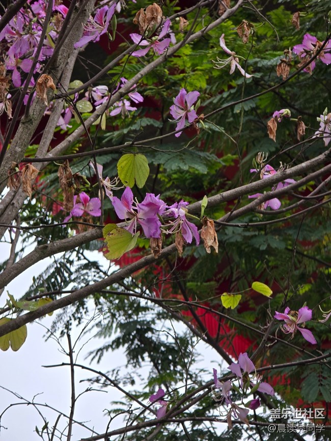 【活動回顧】荔枝花的物語是？