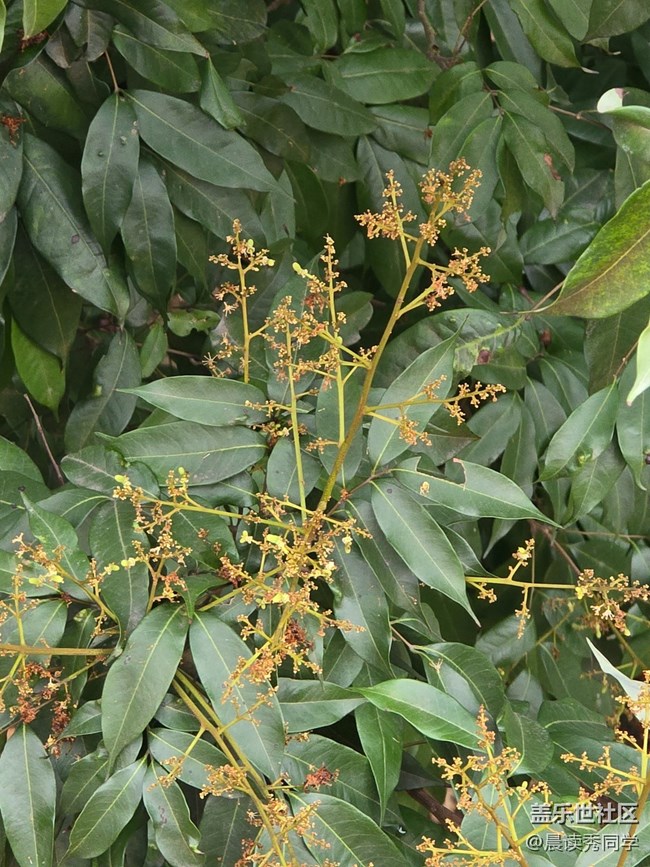 【活動回顧】荔枝花的物語是？