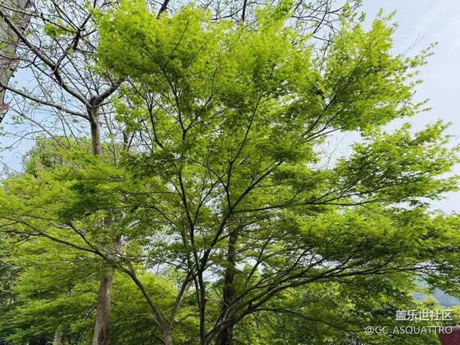 【Galaxy影像】#踏青+好天氣