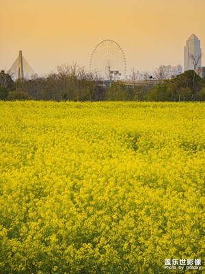 金色世界 三星手機攝影