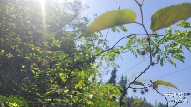 【春色撩人】杜鵑花