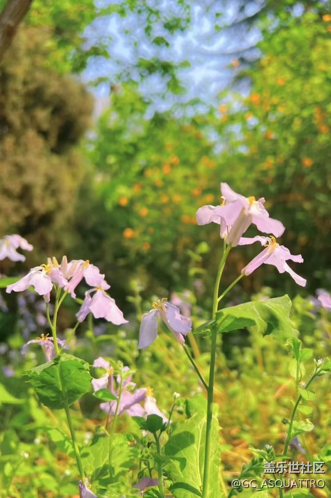 【Galaxy影像】#踏青+好天氣