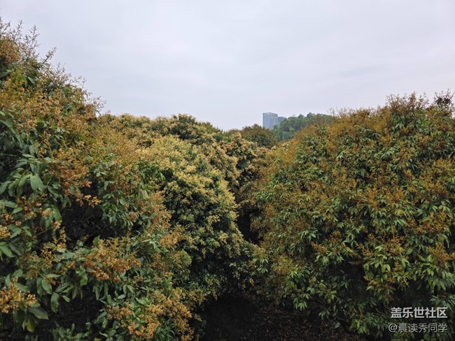 【活動回顧】荔枝花的物語是？