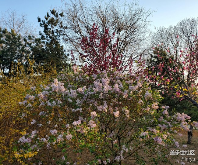 【春天的故事】+郁郁蔥蔥