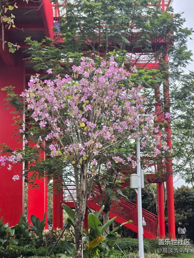 【活動回顧】荔枝花的物語是？