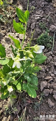 給大伙看看豌豆苗是啥樣的