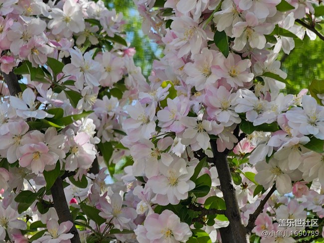 【拈花拾趣】清新