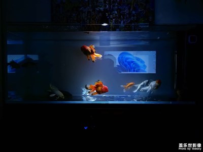 魚缸里的魚