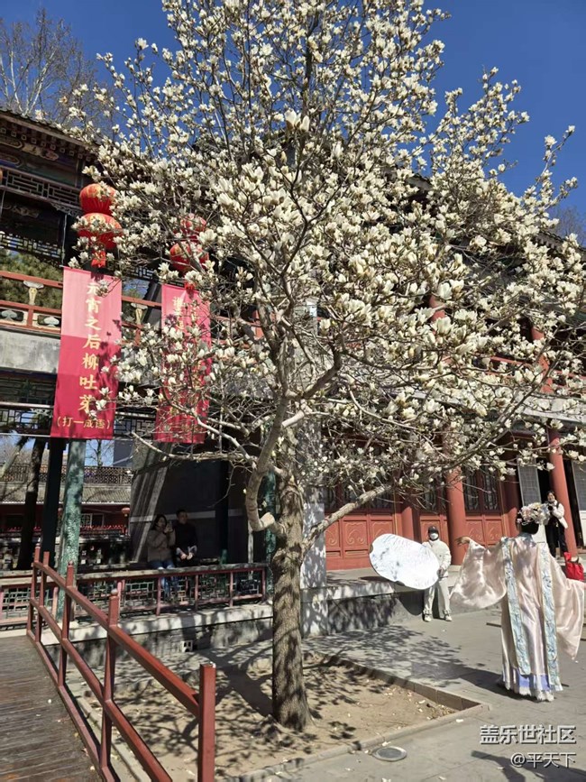 【拈花拾趣】玉蘭花開