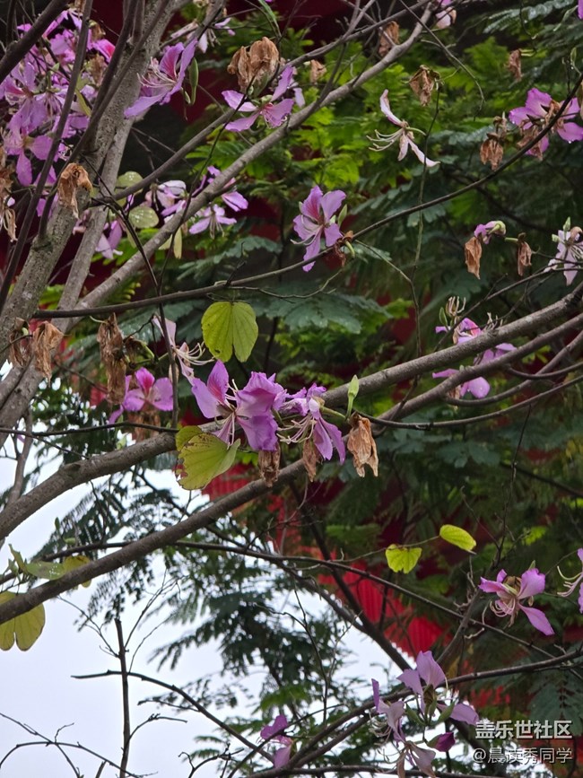 【活動回顧】荔枝花的物語是？