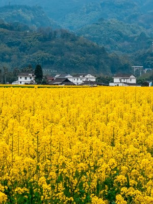 Galaxy S25 Ultra你看，油菜花