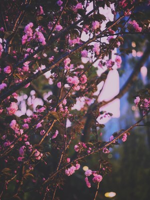 【春之夜】+夜櫻