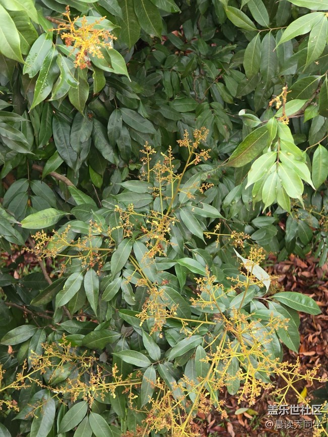 【活動回顧】荔枝花的物語是？