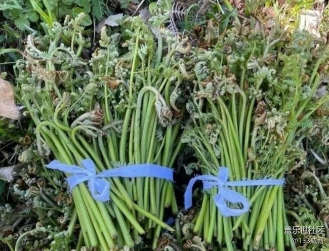 【春日盛景】野菜