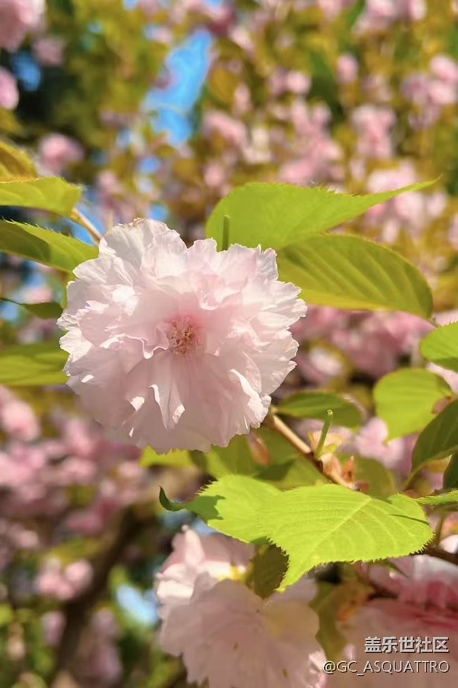 【Galaxy影像】#踏青+好天氣