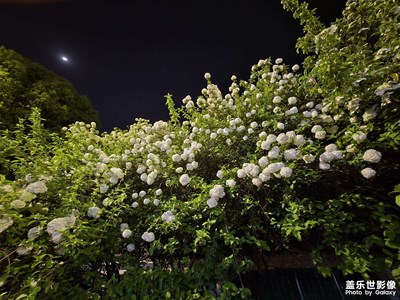 【春之夜】越夜越美的木繡球林