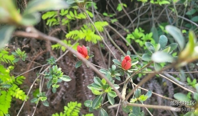 【春色撩人】杜鵑花