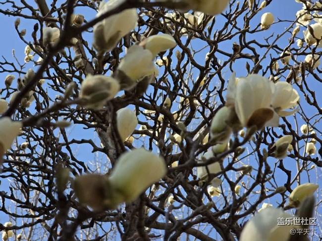 【拈花拾趣】玉蘭花開