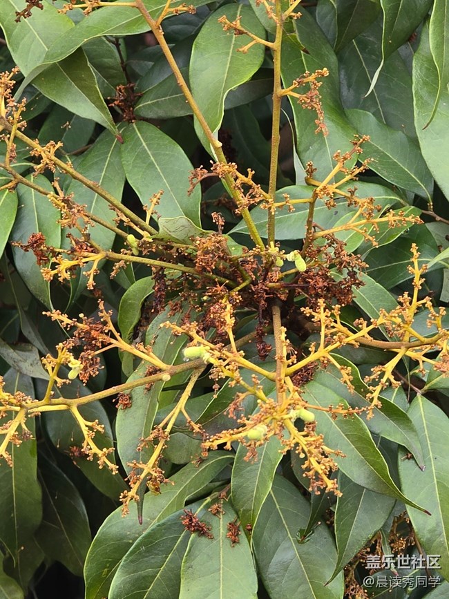 【活動回顧】荔枝花的物語是？