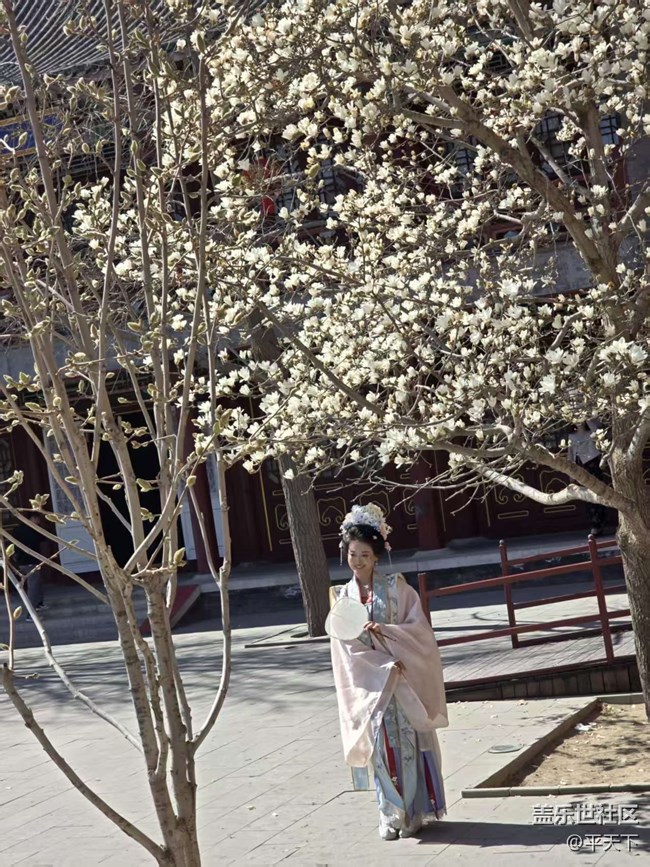 【拈花拾趣】玉蘭花開