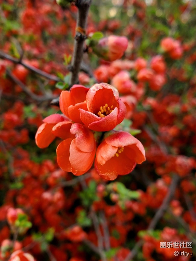 【春天的故事】+郁郁蔥蔥