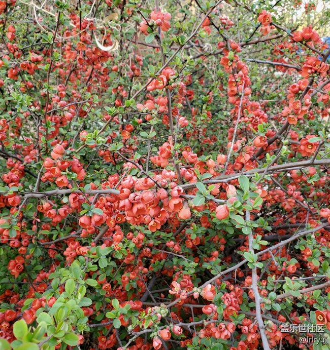 【春天的故事】+郁郁蔥蔥