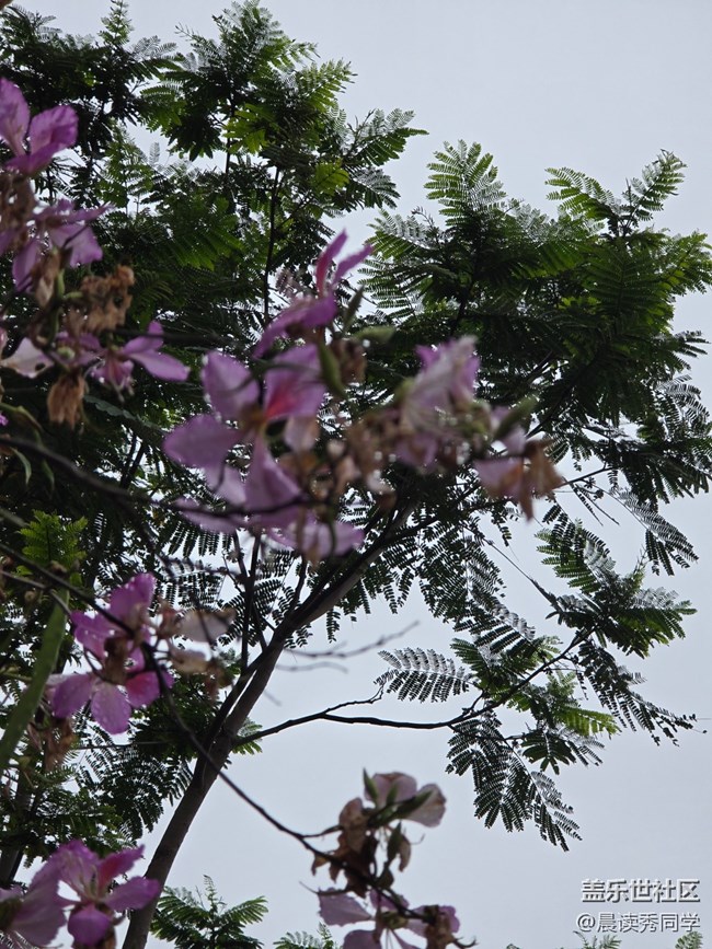 【活動回顧】荔枝花的物語是？