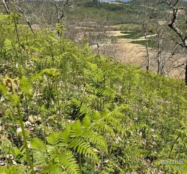 【春日盛景】野菜