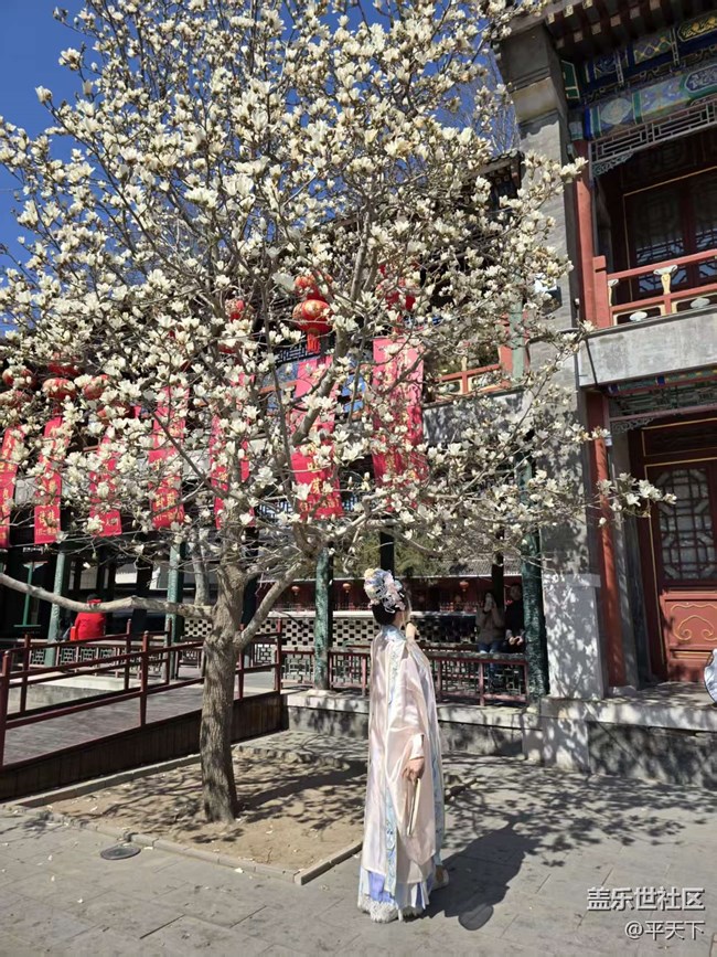 【拈花拾趣】玉蘭花開