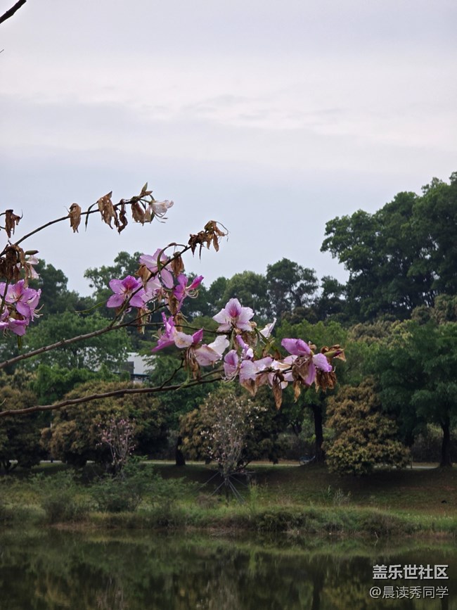 【活動回顧】荔枝花的物語是？