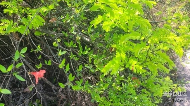 【春色撩人】杜鵑花