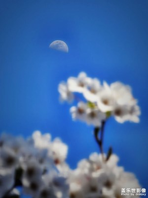 Galaxy S23 Ultra【花好月“半”圓】