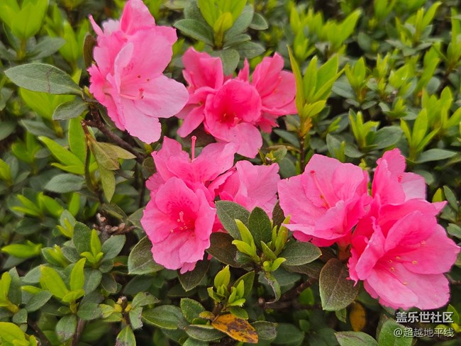 【清明踏春季】+清明踏青