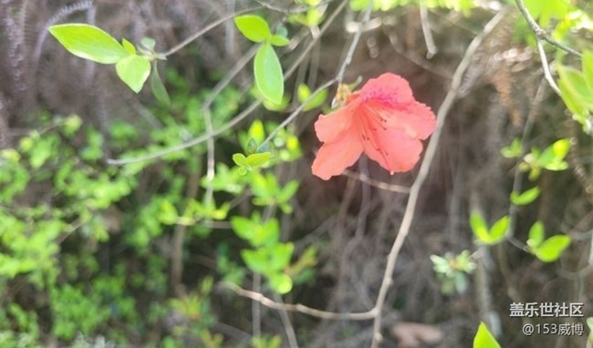 【春色撩人】杜鵑花