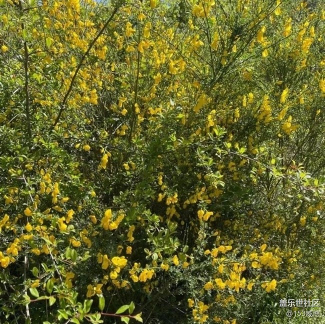 【春日盛景】野菜