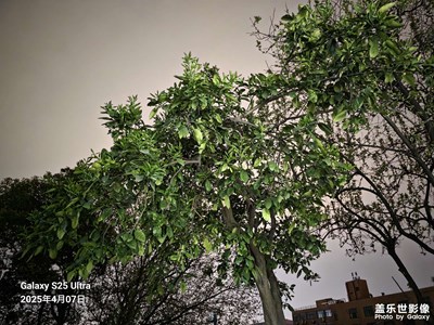 【春之夜】+隨手拍