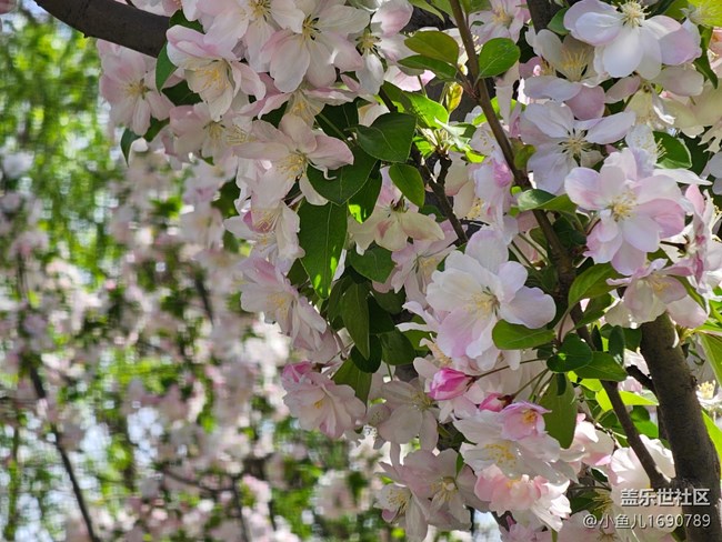 【拈花拾趣】清新