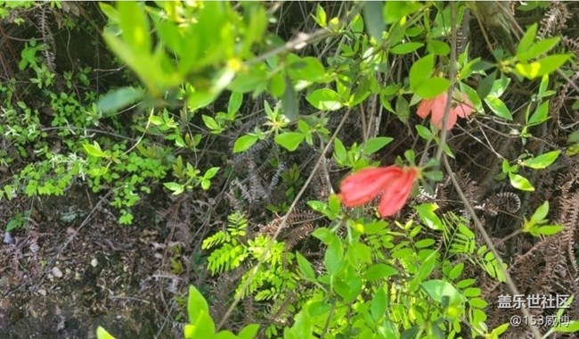 【春色撩人】杜鵑花