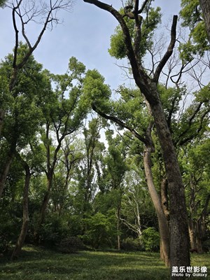 【人間四月天】+四月樟樹