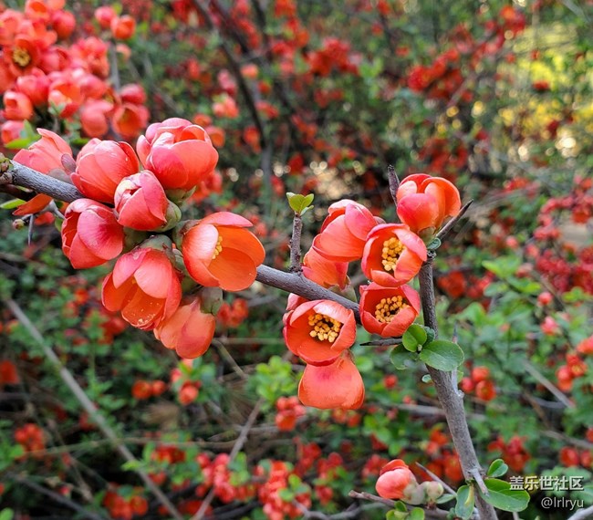 【春天的故事】+郁郁蔥蔥