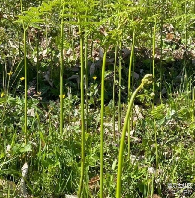 【春日盛景】野菜