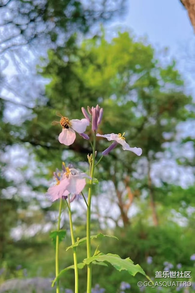 【Galaxy影像】#踏青+好天氣