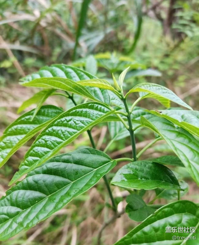 【春色撩人】上山