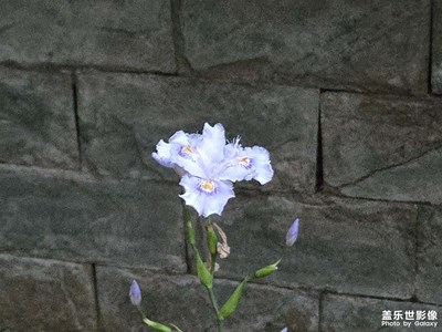 【人間四月天】+四月春