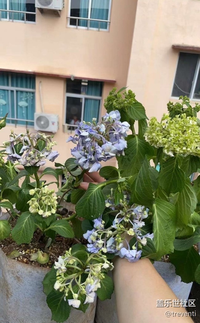 【春日盛景】陽(yáng)臺(tái)美景