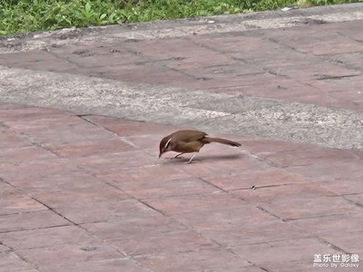 【人間四月天】+小鳥覓食