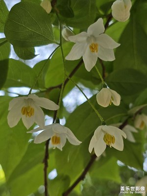 【人間四月天】+最美人間四月天